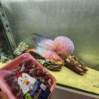 خاص ترین فلاور...