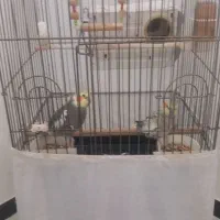عروس هلندی