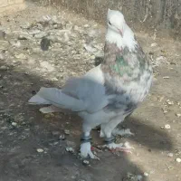 کفتر فروشی|پرنده|مشهد, منزل آباد|دیوار