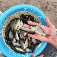 کپور امور اصلاح نژاد شده تاتار|ماهی|همدان, |دیوار