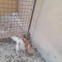 شهری|پرنده|شیراز, شهرک مهدی‌آباد|دیوار