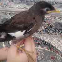 مرغ مینا