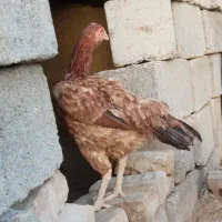 مرغ و خروس و جوجه لاری اصل|حیوانات مزرعه|هیرمند, |دیوار