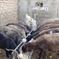 میش بره بزغاله