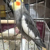 ۴تا عروس هلندی به همراه وسایل|پرنده|تبریز, |دیوار