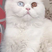 پرشین چشم تا ب تا.کمیاب.(چشم رنگی)