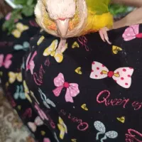 طوطی گرینچیک گم شده