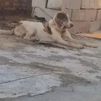 سگ دورگ
