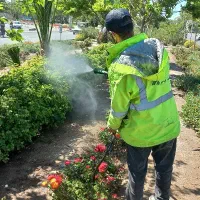 سمپاشی و خدمات باغبانی هرس و کاشت و گلکاری