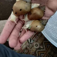 حلزون آلبینو