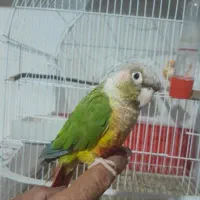 طوطی گیرنیچک ماده