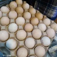 تخم مرغ محلی روستای هوجقان