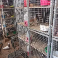 فروش تعدادی قفس جفت کن .بافنس وانتی|لوازم جانبی حیوانات|اسدآباد, |دیوار