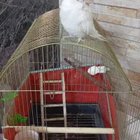 عروس هلندی|پرنده|فردیس, شهرک شهید حسینی|دیوار