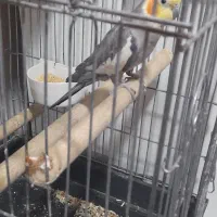 عروس هلندی|پرنده|ری, سیزده آبان|دیوار