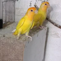 دو عدد اوپال کله نارنجی