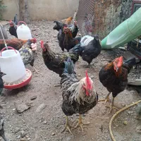خروس بلک استار ۵ ماهه