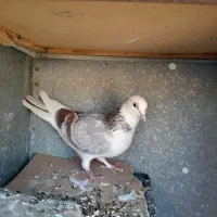 کفتر یا کبوتر|پرنده|هشتگرد, هشتگرد قدیم|دیوار