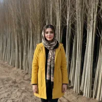 نهال صنوبر اقتصادی، کاشت امروز، سود چند سال آینده