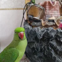 ملنگو سخنگوکاملا دستی و چلوندنی