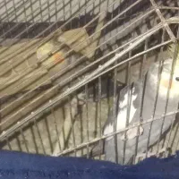 عروس هلند|پرنده|رامیان, |دیوار