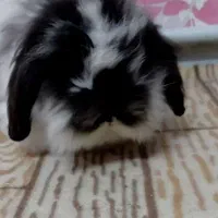 لوپ ماده خرگوش