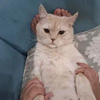 گربه|گربه|پاوه, |دیوار