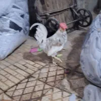 خروس‌گلین‌.