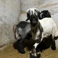 بره قوچی بختیاری|حیوانات مزرعه|شیراز, حومه شیراز|دیوار