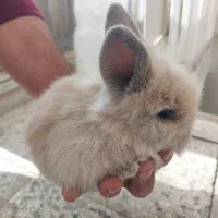 بچه خرگوش لوپ|موش و خرگوش|اصفهان, شاهد|دیوار