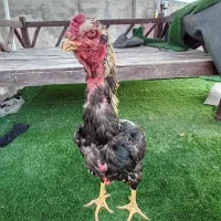 خروس لاری|حیوانات مزرعه|ماهدشت, |دیوار