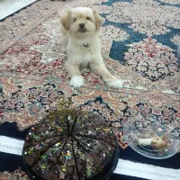سگ شیتزو،فقط بخاطرجابجایی قیمت ده تومن