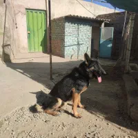 سگ ژرمن یک ساله|سگ|ورامین, خیر آباد|دیوار