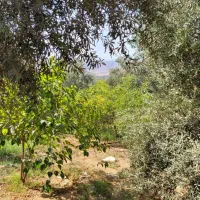 فروش خونه باغ|فروش خانه و ویلا|طارم, |دیوار