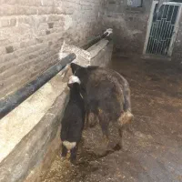 میش بره جوان کله عروسکی  میش دوباره ابستنه