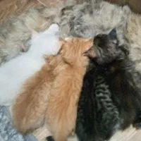 بچه گربه پرشین و اسکاتیش