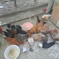 تخم نطفه دار ویادونت، برهما، لهستانی، کوشین ،لری|حیوانات مزرعه|شاهین‌شهر, مخابرات (شهید بهشتی)|دیوار