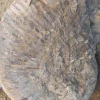 فسیل حلزون|کلکسیون و سرگرمی|بجنورد, |دیوار