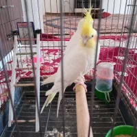 یگ جفت  لوتینو    نر ۱۲کلام  صحبت می کنند|پرنده|مشهد, خواجه ربیع|دیوار