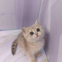 بچه گربه مورد علاقت اینجاست|گربه|اصفهان, آزادگان|دیوار