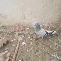 کفتر
