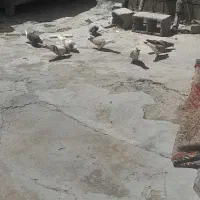 کبوتر معاوضه با بوقلمون/مرغ