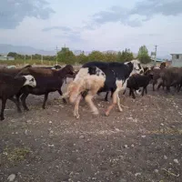 یک راس قوچ پلنگی اصل  خال سیاه.شیر دار ..جوان|حیوانات مزرعه|مشهد, رضاییه|دیوار