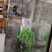 اکواریوم و لوازم|ماهی|اصفهان, رکن الدوله شرقی|دیوار