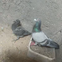 جفت فروشی با یک جوجه