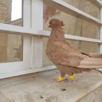 ماده زرده دم سفید