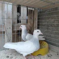 طوقی آبی