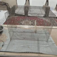 قفس