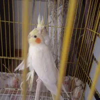 جفت عروس هلندی لوتینو