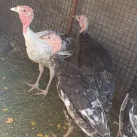 فروش بقلمون